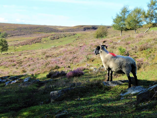 Sheep at Danby, by Sally Michulitis.