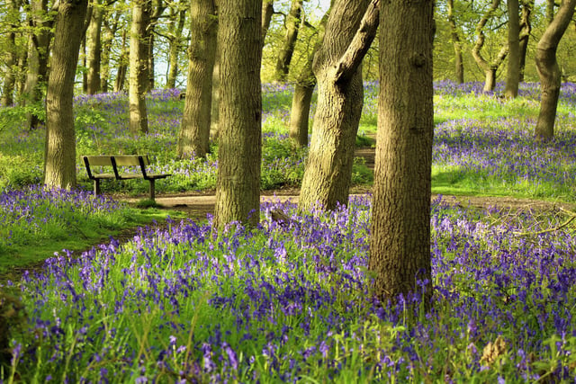 Bluebell wood, Roseberry Topping, by Sally Michulitis.