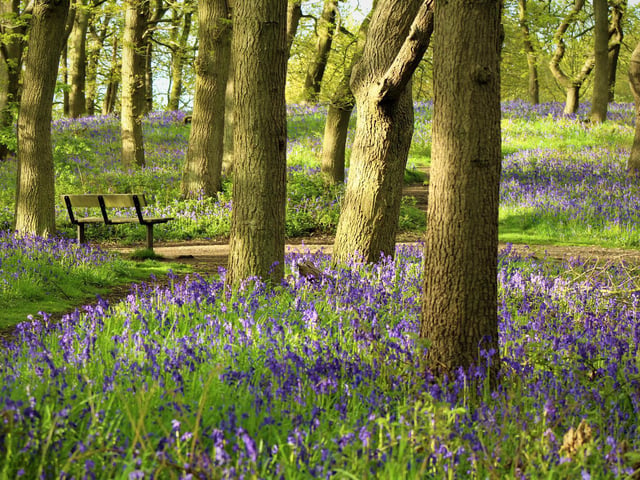 Bluebell wood, Roseberry Topping, by Sally Michulitis.