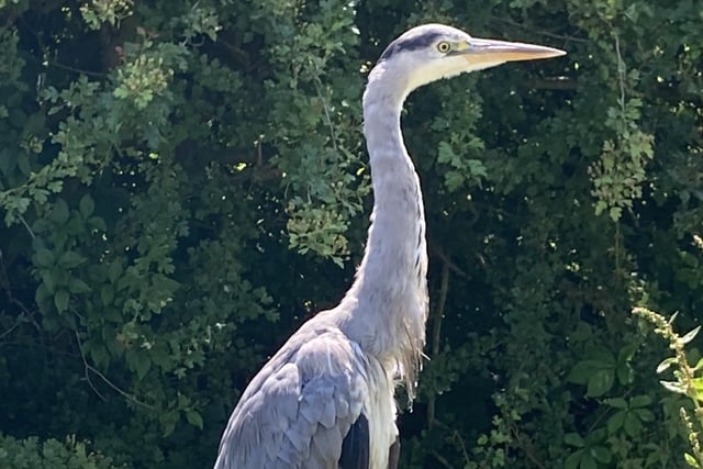 Bernie Wints came across this heron whilst cycling along the Hammonds Drive footpath SUS-200630-135742001