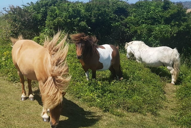 The ponies on the Downs by Birling Gap and Belle Tout on a windy July day, taken by Bob Newton with a Samsung S8 smartphone. SUS-200807-111515001