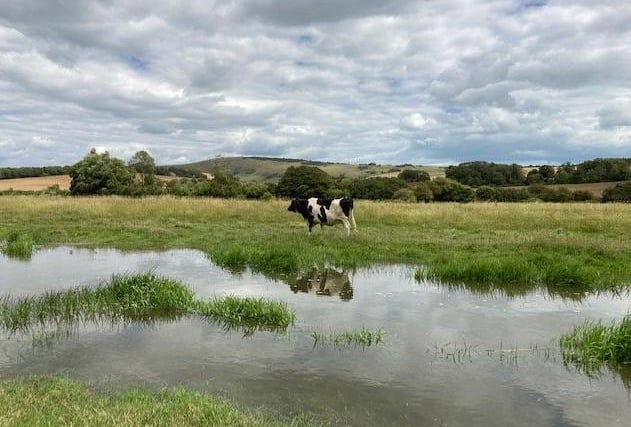 A cow enjoys having the field to herself in Alfriston. Picture by Karen Bailey. SUS-200807-122249001
