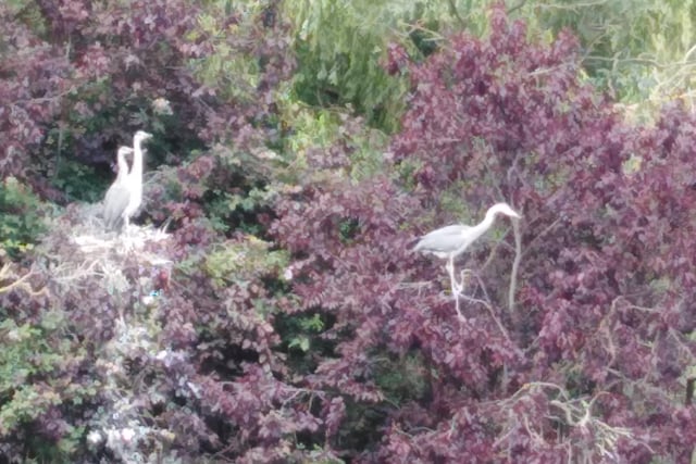 Herons in the trees at Hampden Park, by Paula Page. SUS-200807-125248001