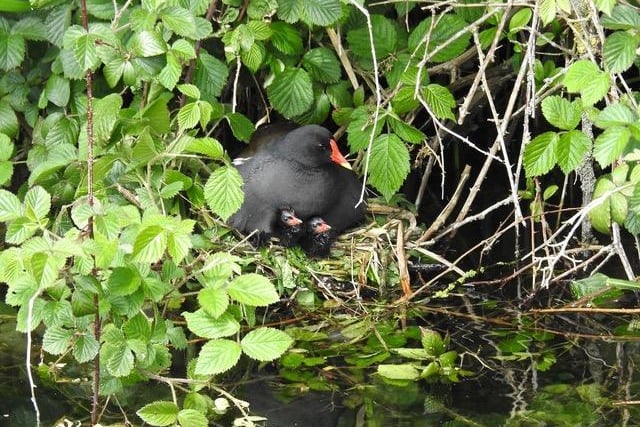 The moorhen mother is looking after two chicks