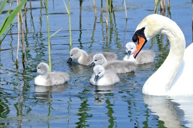A beautiful swan and her cygnets