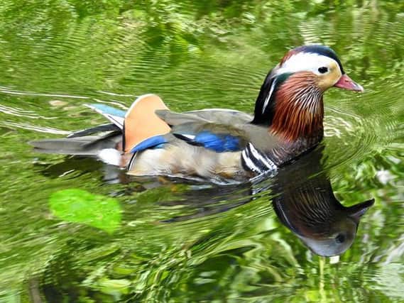 A colourful Mandarin duck captured on a bright day