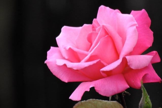 This pink rose is stunning