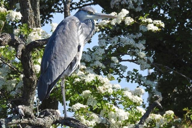 This proud heron was spotted by photographer David Tuckett close to his home in Aston Clinton