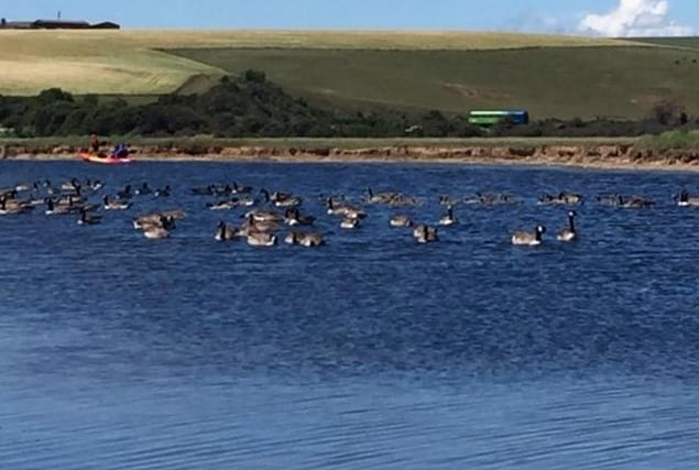 Canada geese at Cuckmere Haven, taken by Lyn Betteley with an iPhone. SUS-200715-122518001