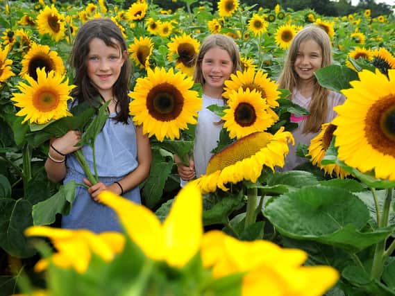 Rogate sunflower field opens to the public. Pic Steve Robards SR2007289...