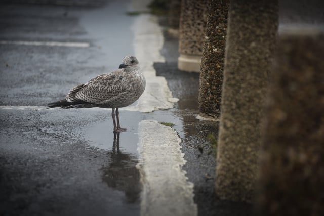 File: Hastings seafront/Hastings beach during Storm Francis, 25/8/20.

Baby seagull SUS-200825-114245001