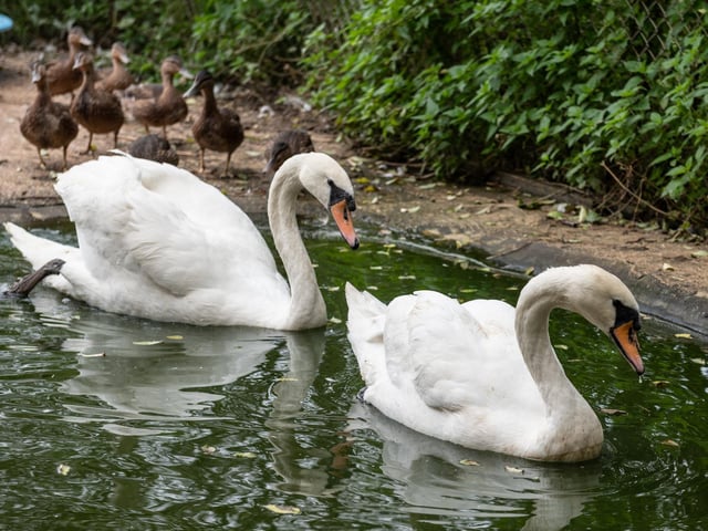 (picture by Louise Smith)