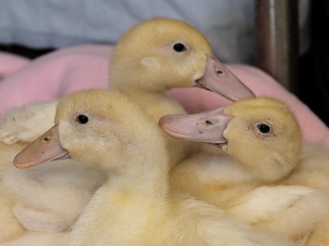 (picture by Louise Smith)