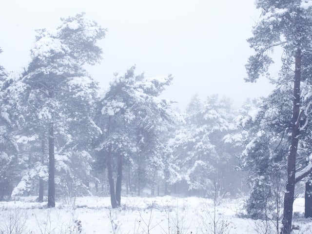HOR 031210 Snow. Sullington Warren. photo by derek martin