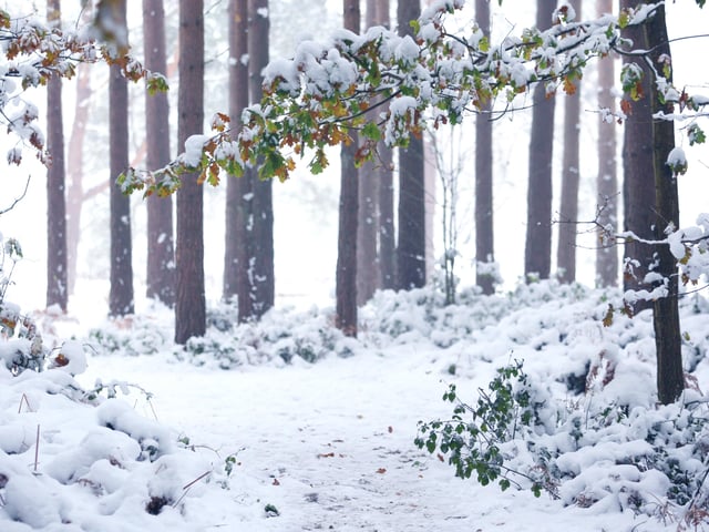 HOR 031210 Snow. Sullington Warren. photo by derek martin