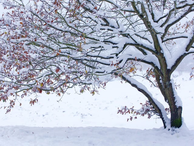 HOR 031210 Snow. Sullington Warren. photo by derek martin