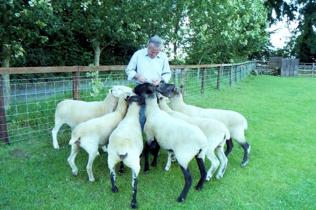 Denis Casey was a lover of animals, and is pictured feeding sheep at Brampton