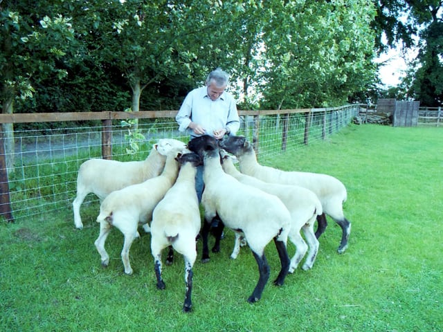 Denis Casey was a lover of animals, and is pictured feeding sheep at Brampton