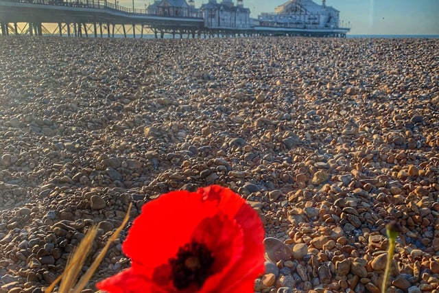 Poppy on Eastbourne Beach. Jim Brown took this photo on November 6 with Remembrance Day in mind. SUS-201119-091426001