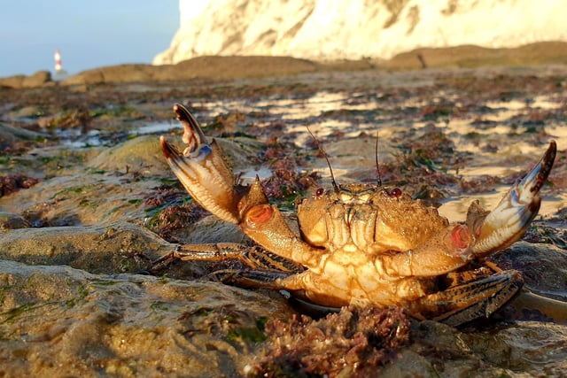 A crab waves its claws at photographer Fiona Coutts on the beach at Birling Gap. SUS-201119-093918001