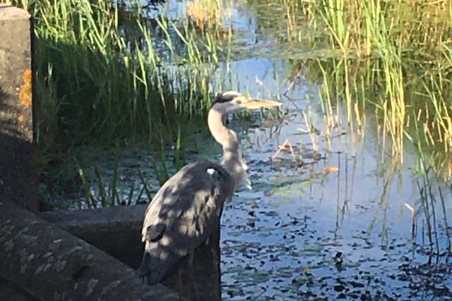 Jacqui Astridge snapped this heron on the Langney cycle path. SUS-201119-100200001