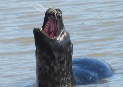 Happy seal at Sovereign Harbour, by Tara White. SUS-201119-100607001