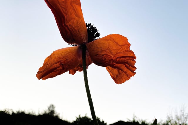 Last poppy by Stella Ward SUS-201119-102427001