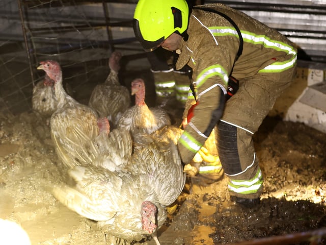 Turkeys were among the animals to be saved from a farm fire in Slinfold, West Sussex