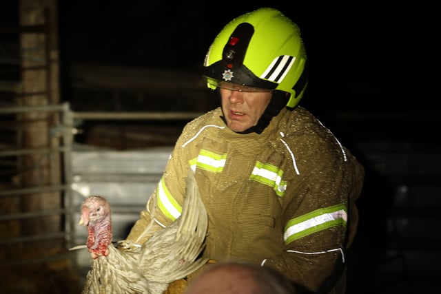 Turkeys were among the animals to be saved from a farm fire in Slinfold, West Sussex