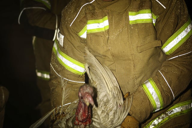 Turkeys were among the animals to be saved from a farm fire in Slinfold, West Sussex