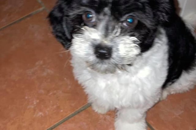 Sinéad Keller has welcomed "gorgeous" Harry the havachon, who is a hybrid dog and a mix between a bichon frise and a havanese.