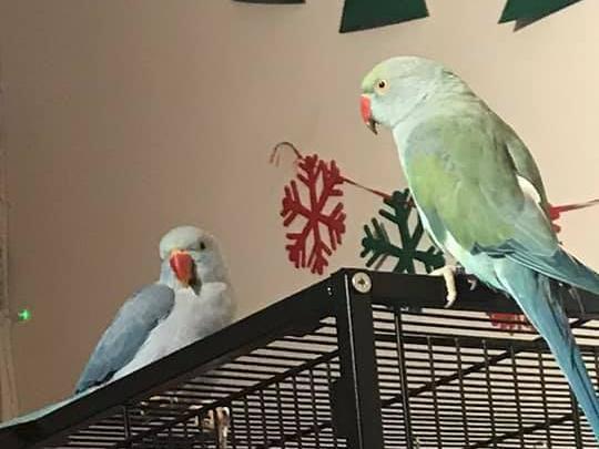 Helen Diggins owns two Indian ring neck parakeets called Jack and Marble. Her family went from owning one pet to 11 during lockdown - with the additions of 2 chickens, 6 praying mantises, and they already had a bearded dragon called Poppet.