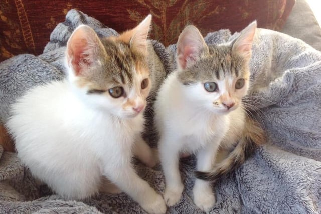 Lesley Bourne now lives in Cyprus where she says lots of cats need forever homes. So they adopted Cleo and Grace before Christmas, and "life will never be the same again!"