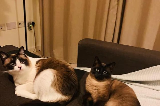 Anna Amany's pride and joys - Dior who is a ragdoll and Coco who is a Siamese mixed with ragdoll.