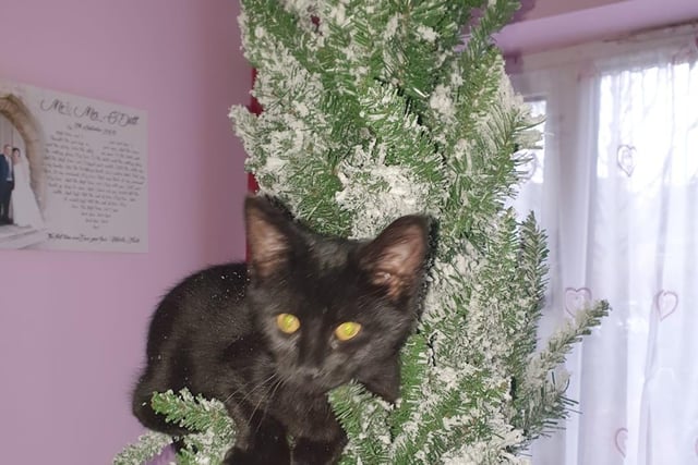 Bekki O'Dell got a new kitten last year. The fur baby decided to play hide and seek in the Christmas tree where it would pretend to be in disguise as a bauble.