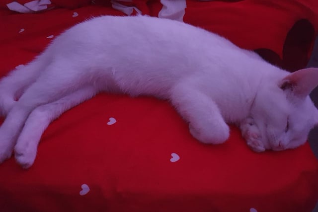 Aptly named Snowball is described by his owner Valentina Fluture as "sweet when he's asleep... and a devil after."