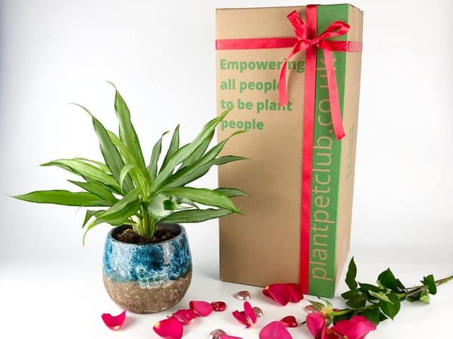 If your loved one has green fingers, a plant subscription or jungle bundle from 'Plant Pet Club' would make the perfect Valentine's Day gift!