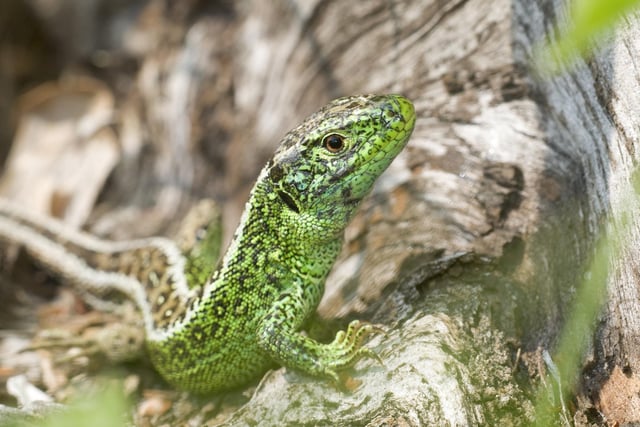 Heathland Sand Lizard in South Downs National Park. (Photo by Bruce Middleton) SUS-211214-105629001