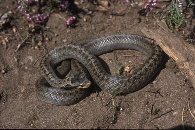 Smooth Snake in South Downs National Park by Bruce Middleton SUS-211214-111515001