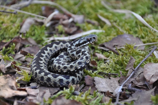 Adder in South Downs National Park SUS-211214-111444001