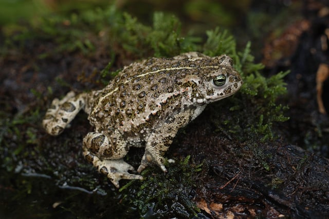 A heathland Natterjack Toad in the South Downs National Park by Benjamin Bruce SUS-211214-111423001