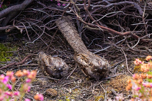 Mother and juvenile Nightjars sitting side-by-side in small clearing amongst flowering heather. (Photo by Jordan Sharp) SUS-211214-113620001