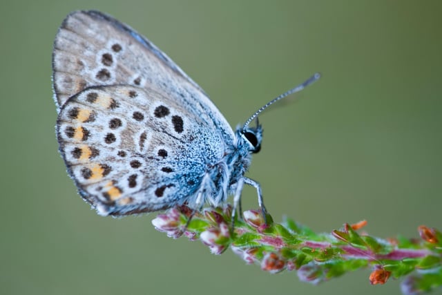 Silver-studded blue butterfly by Nigel Symington SUS-211214-114238001