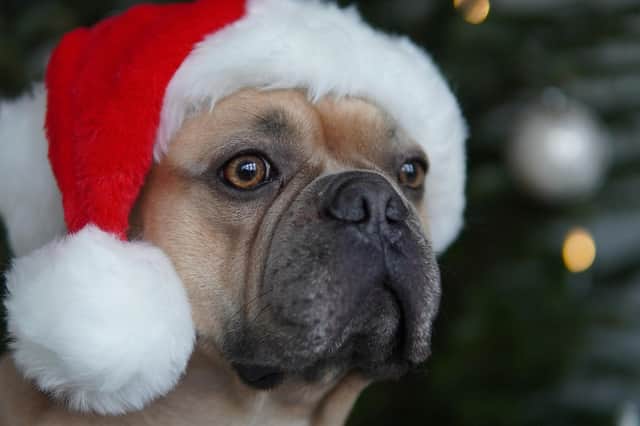 Certain festive foods can make your dog very ill.
Picture: Pixabay