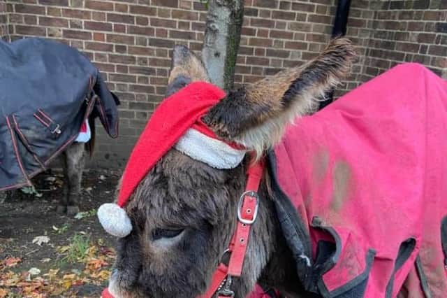 Caroline Edmond's festive donkey