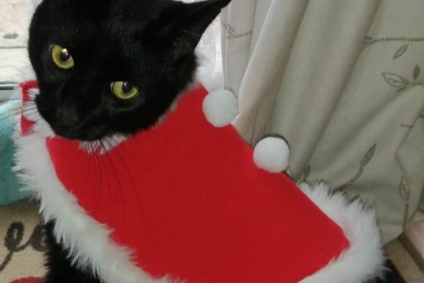 Cheryl Walsh's Christmas kitty