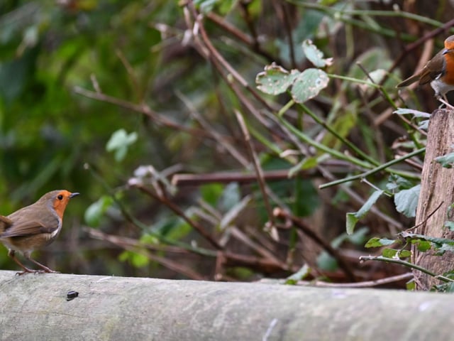 The robins are starting to court in Hampden Park, taken by Derek A Briggs with a Nikon Z camera. "I have been feeding them daily at the inlet bridge in Hampden Park for three years," he said. SUS-220501-151236001