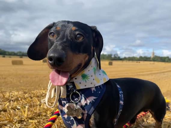 Finley Richmond is a one-year-old dachshund. Owned and loved by Charlotte Smith