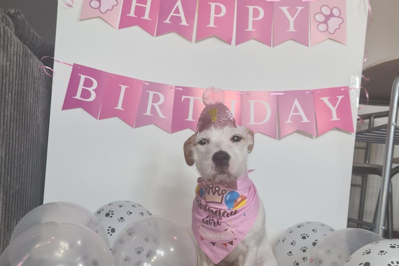 Jodie Mackey's pup celebrating her pawsome birthday!