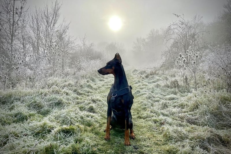 Adrian Jones shared his beautiful rescue Alisha, who came to him 'in a right state!' After two years  Ali has learnt to love & trust after a very bad start in life. Here she sits on a winters morning in Stanground.